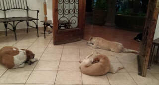 Human–Animal Bonds and Acts of Compassion Captured Around the World