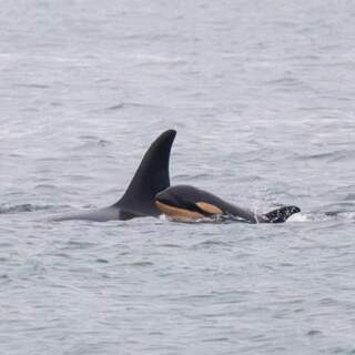 An Orca’s 17-Day Goodbye