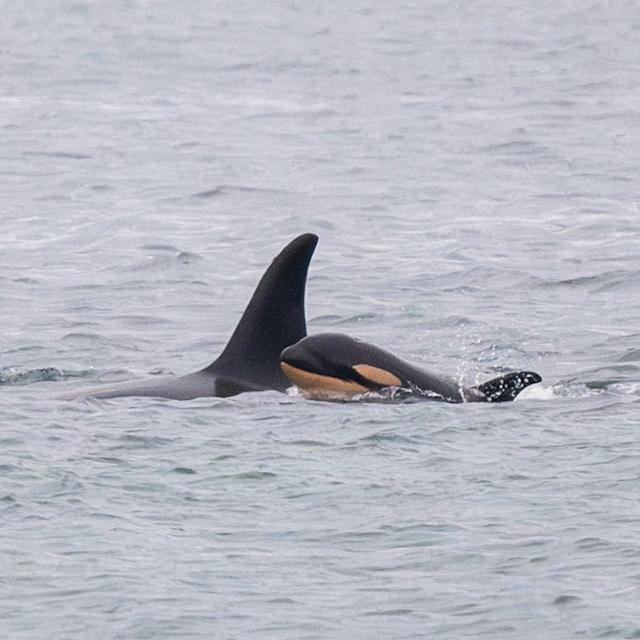 An Orca’s 17-Day Goodbye