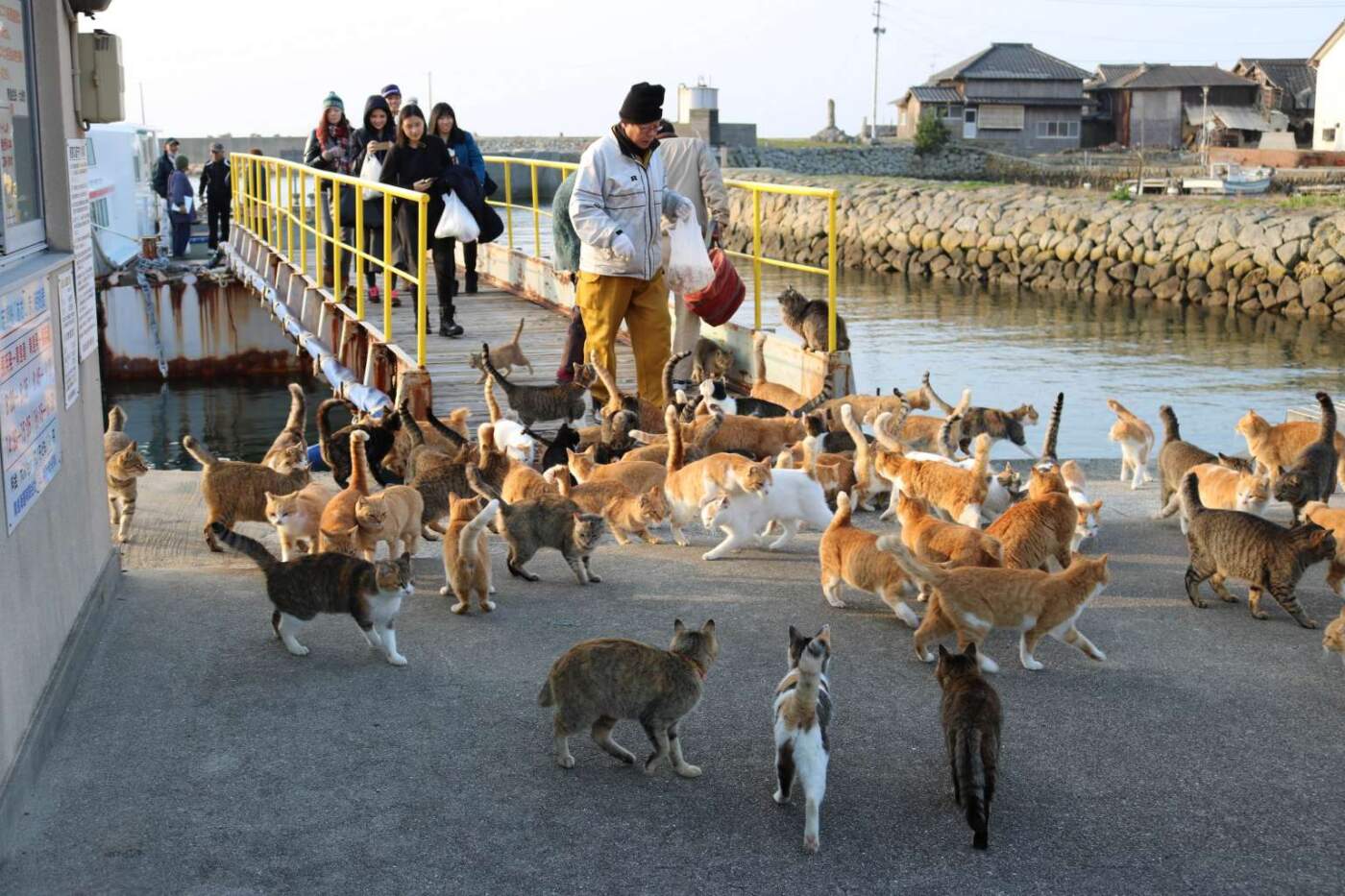 Japan’s “Cat Island” Sanctuary