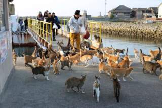 Japan’s “Cat Island” Sanctuary