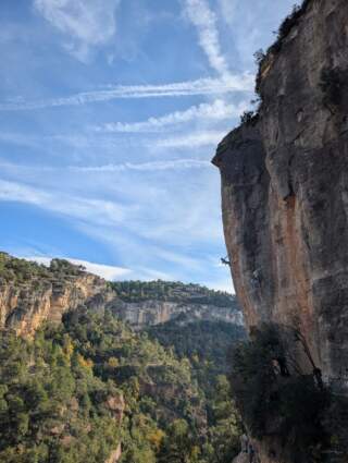 More than 80% of flying fox colony wiped out as January heatwaves kill thousands of bats.