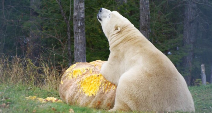 Canadian Farmer Donates 1,400-Pound Pumpkin to Polar Bear
