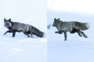 Scientists Capture One Of California’s Rarest Foxes, Fit Gps Collar In Groundbreaking Mission To Save Species With Fewer Than 40 Left