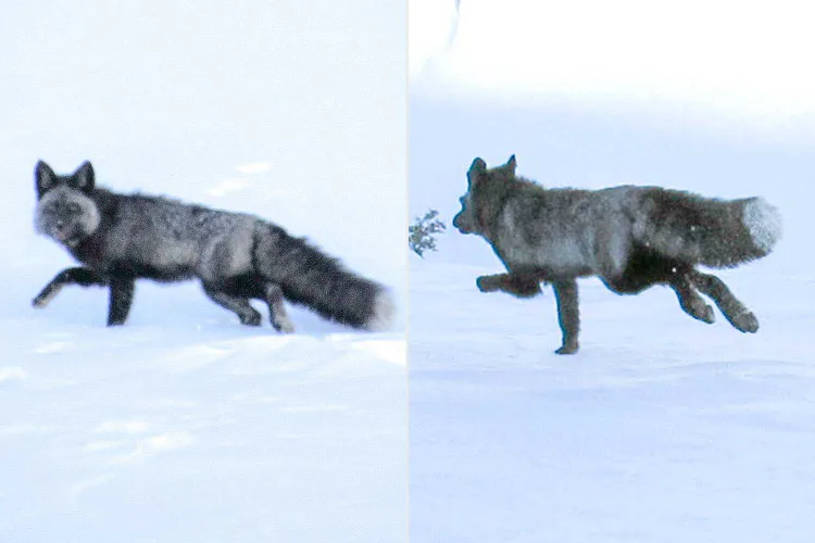 Scientists Capture One Of California’s Rarest Foxes, Fit Gps Collar In Groundbreaking Mission To Save Species With Fewer Than 40 Left