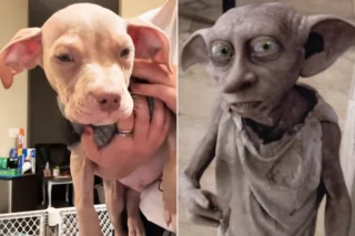 Foster Dog With Dobby-Like Ears Goes Viral After Harry Potter Fans Spot Uncanny Resemblance, And His Story Is Melting Hearts