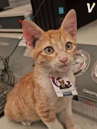 Quiet Acts of Courage: The Animals, People, and Small Choices That Changed Lives Forever