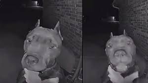 Bruce the Pit Bull Rings Doorbell at 4 A.M. for a Playdate — and the Internet Can’t Get Enough