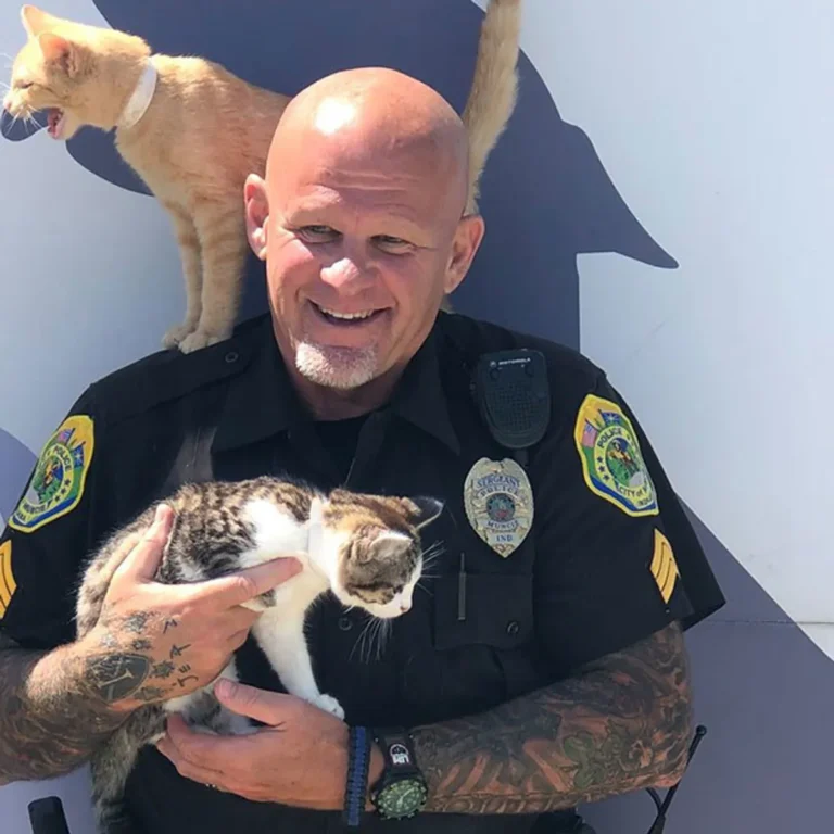 “Pay Your Parking Ticket with Cat Food” — Indiana City Turns Fines into Feline Support