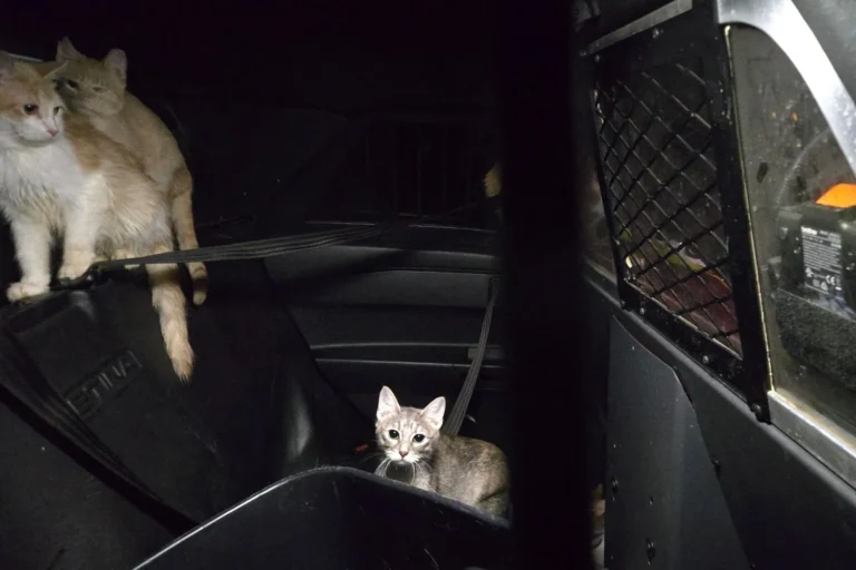 Eight Helpless Kittens Discovered Trapped in Abandoned Cage on Texas Sidewalk as Police Launch Urgent Animal Cruelty Investigation